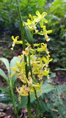Cephalantheropsis obcordata