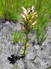 Disa bivalvata