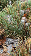 Juncus patens