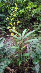 Cephalantheropsis obcordata