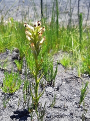 Disa bivalvata