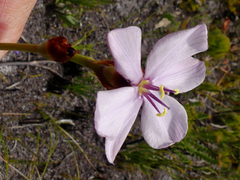 Aristea spiralis