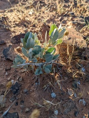 Atriplex confertifolia
