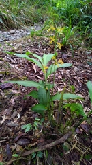 Cephalantheropsis obcordata