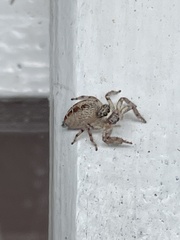 Thyene coccineovittata