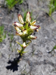 Disa bivalvata