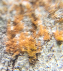 Trentepohlia