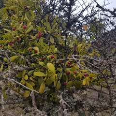 Viscum cruciatum