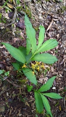 Cephalantheropsis obcordata