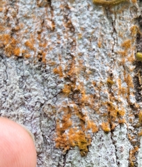Trentepohlia