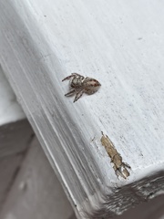 Thyene coccineovittata