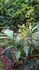 Cephalantheropsis obcordata