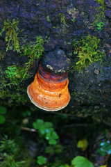 Fomitopsis pinicola