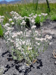 Gnaphalieae