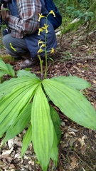 Cephalantheropsis obcordata