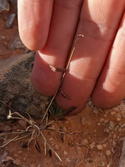 Bouteloua barbata