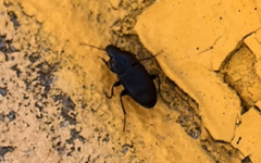 Pterostichus
