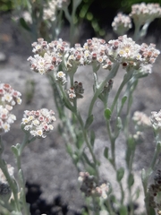 Gnaphalieae