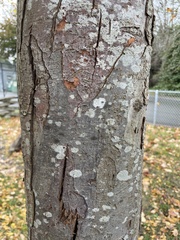 Zelkova