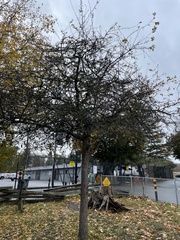 Zelkova