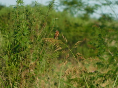 Sporophila cinnamomea
