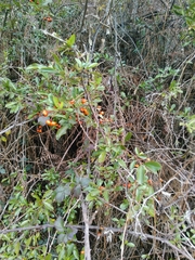 Pyracantha angustifolia