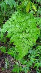 Dryopteris paleolata