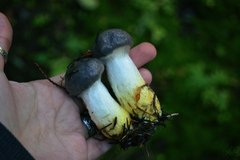 Gomphidius glutinosus