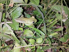 Boana platanera