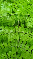 Dryopteris paleolata