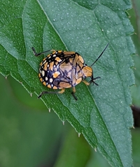 Pachycoris