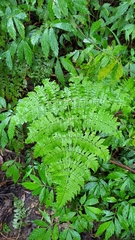 Dryopteris paleolata
