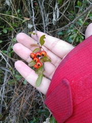 Pyracantha angustifolia