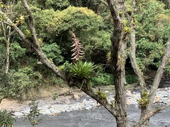 Tillandsia fendleri