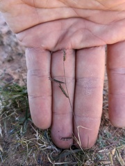Bouteloua barbata