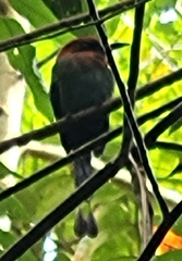 Electron platyrhynchum