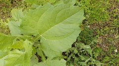 Smallanthus pyramidalis