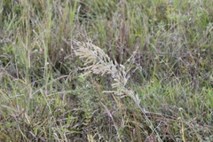 Diplachne fusca