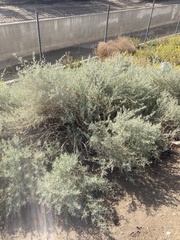 Cryptocarpus pyriformis