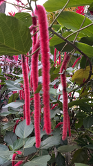Acalypha hispida