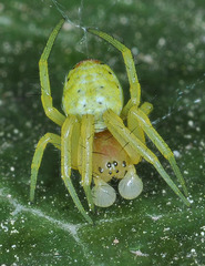 Araniella