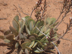 Adromischus sphenophyllus
