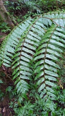 Gymnosphaera podophylla