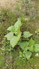 Smallanthus pyramidalis