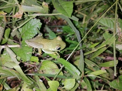 Boana platanera