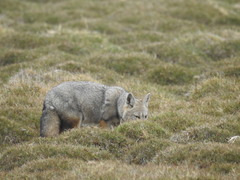 Lycalopex griseus