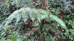 Gymnosphaera podophylla