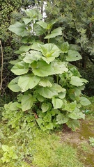 Smallanthus pyramidalis