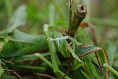 Pterophorus pentadactyla