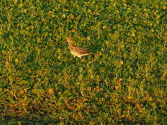 Gallinago paraguaiae
